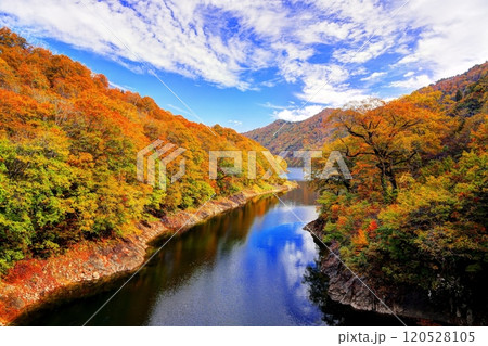 秋の奥只見湖雨池橋周辺の紅葉 120528105