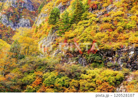 秋の奥只見湖雨池橋周辺の紅葉 秋の奥只見湖雨池橋周辺の紅葉 120528107