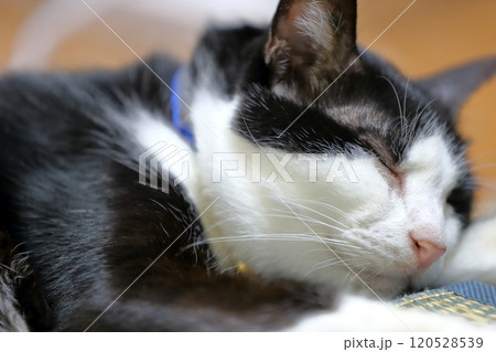 白黒猫　イメージ 120528539