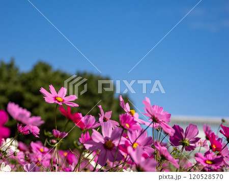 満開のコスモスと青空 満開のコスモスと青空 120528570