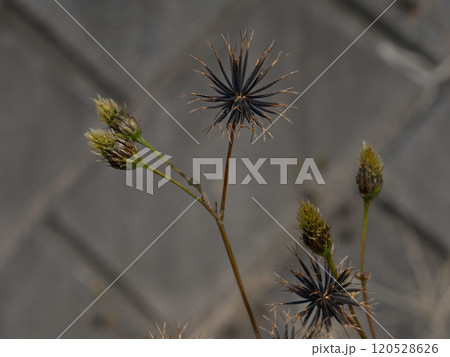 くっつき虫 ひっつき虫 コセンダンクサ オナモミ 120528626
