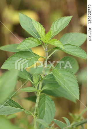 自然 植物 二ホンハッカ、湿った草地に育ちます。花がないと目立ちません 自然 植物 二ホンハッカ、湿った草地に育ちます。花がないと目立ちません 120528779