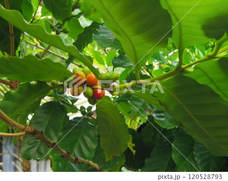 赤いコーヒーの実 赤いコーヒーの実 120528793