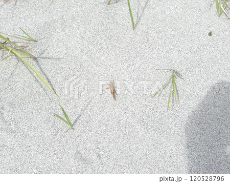 砂浜のバッタ 120528796