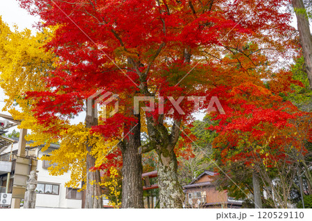 高野山　湯屋谷弁財天社　モミジとイチョウのコントラスト 120529110