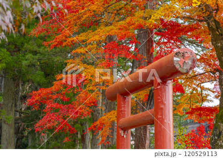 高野山　湯屋谷弁財天社　モミジとイチョウのコントラスト 120529113