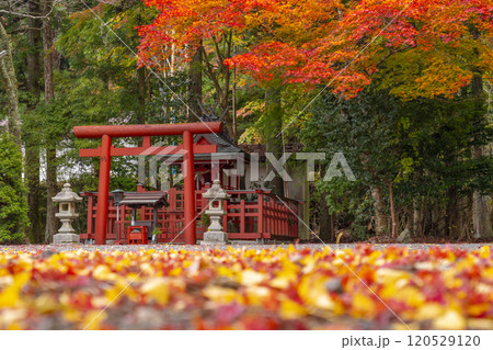 高野山 湯屋谷弁財天社 モミジとイチョウのコントラスト 高野山 湯屋谷弁財天社 モミジとイチョウのコントラスト 120529120