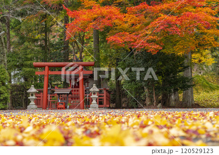 高野山　湯屋谷弁財天社　モミジとイチョウのコントラスト 120529123