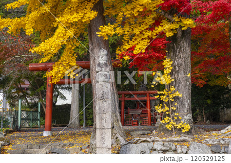 高野山　湯屋谷弁財天社　モミジとイチョウのコントラスト 120529125