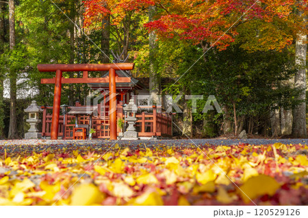 高野山　湯屋谷弁財天社　モミジとイチョウのコントラスト 120529126
