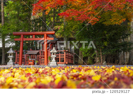 高野山　湯屋谷弁財天社　モミジとイチョウのコントラスト 120529127