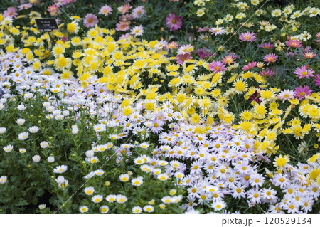 チューリップのお花畑 チューリップのお花畑 120529134