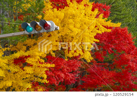 湯屋谷弁財天社付近の交差点　イチョウと紅葉のコントラスト 120529154