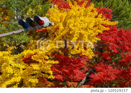 湯屋谷弁財天社付近の交差点　イチョウと紅葉のコントラスト 120529157