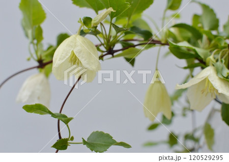乳白色の冬咲きクレマチスの花　　　 　 120529295