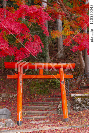 高野山　高野七弁天　紅葉に包まれた祓川弁財天 120529348