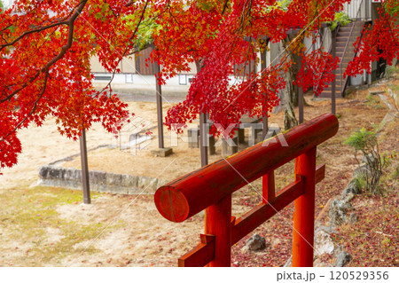 高野山 高野七弁天 紅葉に包まれた祓川弁財天 高野山 高野七弁天 紅葉に包まれた祓川弁財天 120529356