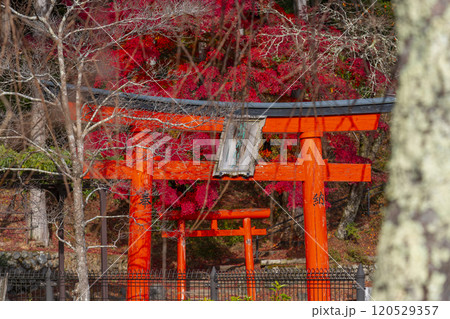 高野山 高野七弁天 紅葉に包まれた祓川弁財天 高野山 高野七弁天 紅葉に包まれた祓川弁財天 120529357
