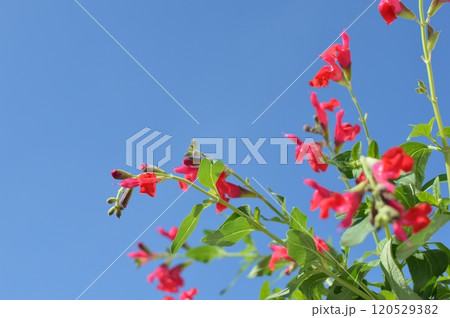 白バックに真っ赤なチェリーセージの花　 120529382