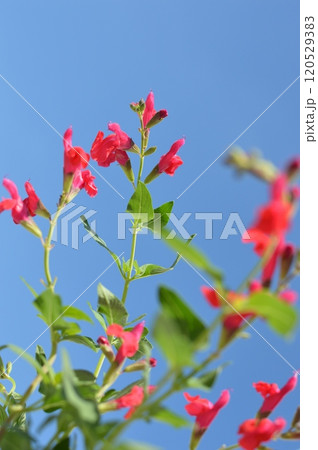 白バックに真っ赤なチェリーセージの花　 120529383