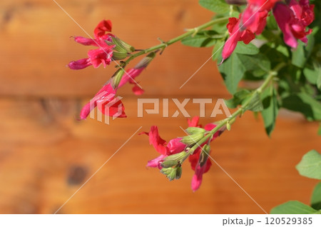 白バックに真っ赤なチェリーセージの花　 120529385