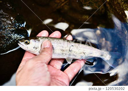 釣りたてのアマゴ 釣りたてのアマゴ 120530202