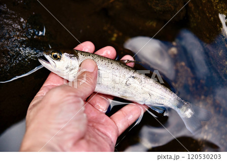 釣り上げたアマゴ 釣り上げたアマゴ 120530203