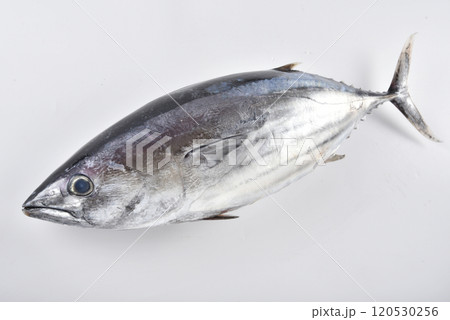 白バックで撮った天然魚の写真 120530256
