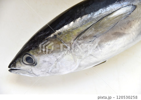 白バックで撮った魚の頭部から胸びれ 白バックで撮った魚の頭部から胸びれ 120530258