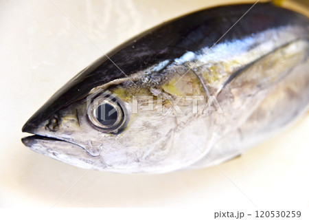 マグロの顔のアップ 120530259