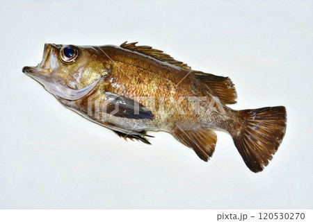 メバルの全身 120530270