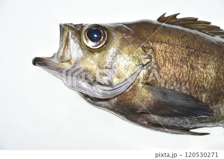口を開けた魚の頭部 口を開けた魚の頭部 120530271