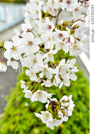 緑をバックに咲いている桜 120530285