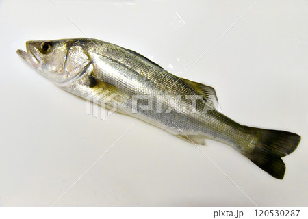 スズキの全身 120530287