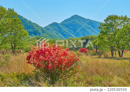 春の群馬県榛名山（相馬山）の麓のスルス峠付近から天目山を見る 120530550