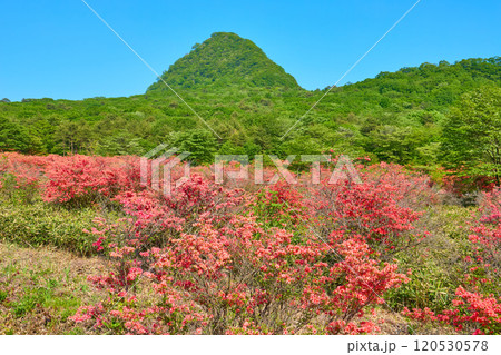 春の群馬県榛名山(相馬山)の麓(県道33号)から相馬山とツツジを見る 春の群馬県榛名山(相馬山)の麓(県道33号)から相馬山とツツジを見る 120530578