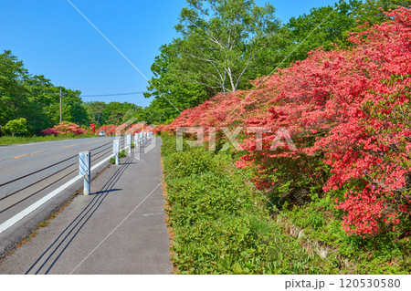 春の群馬県榛名山(相馬山)の麓(県道33号)の榛名湖メロディーライン伊香保方面 春の群馬県榛名山(相馬山)の麓(県道33号)の榛名湖メロディーライン伊香保方面 120530580