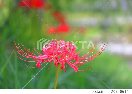 彼岸花が咲く田舎の風景 120530614