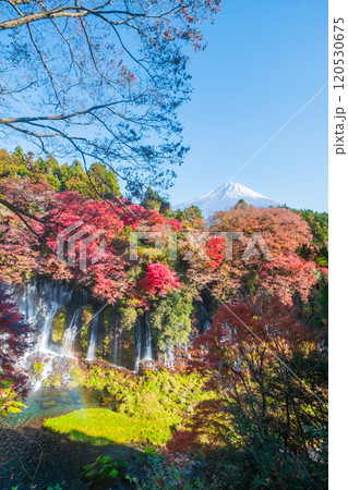白糸の滝と富士山（秋） 120530675