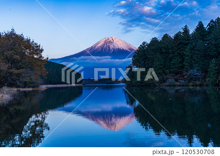 (静岡県)田貫湖富岳テラスから望む冠雪した富士山 夕景 (静岡県)田貫湖富岳テラスから望む冠雪した富士山 夕景 120530708