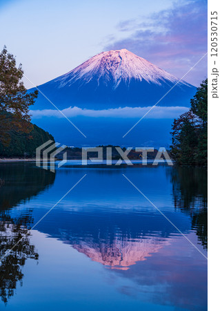 （静岡県）田貫湖富岳テラスから望む冠雪した富士山　夕景 120530715
