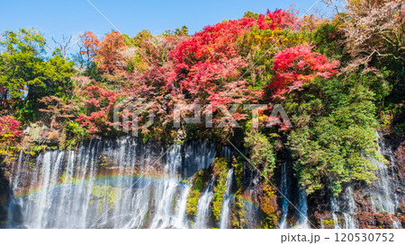 白糸の滝（秋）　[富士宮市] 120530752