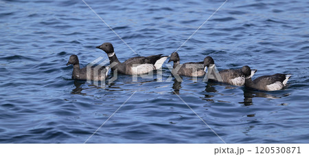 コクガン⑨（北海道） 120530871