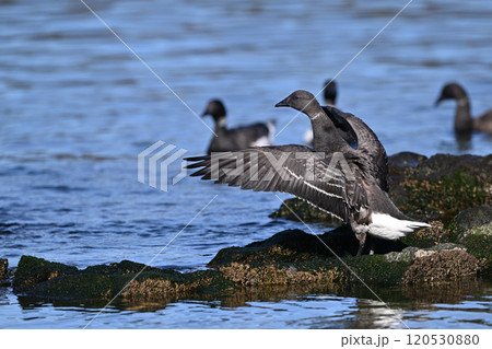 コクガン⑱（北海道） 120530880