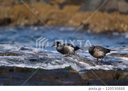 コクガン㉖（北海道） 120530888