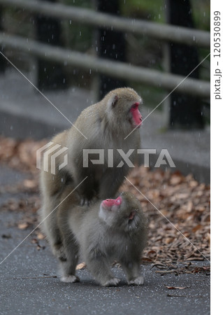 ニホンザル⑧（青森県） 120530899