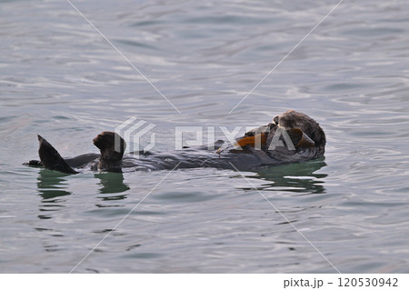 ラッコ㉞（北海道） 120530942