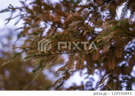 紅葉したメタセコイヤの葉 120530943