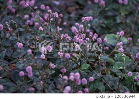 ヒメツルソバ(姫蔓蕎麦) ヒメツルソバ(姫蔓蕎麦) 120530944