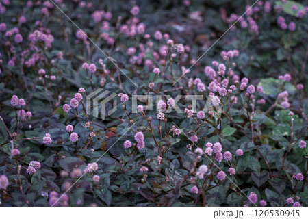 ヒメツルソバ(姫蔓蕎麦) ヒメツルソバ(姫蔓蕎麦) 120530945